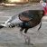 Wild Turkey